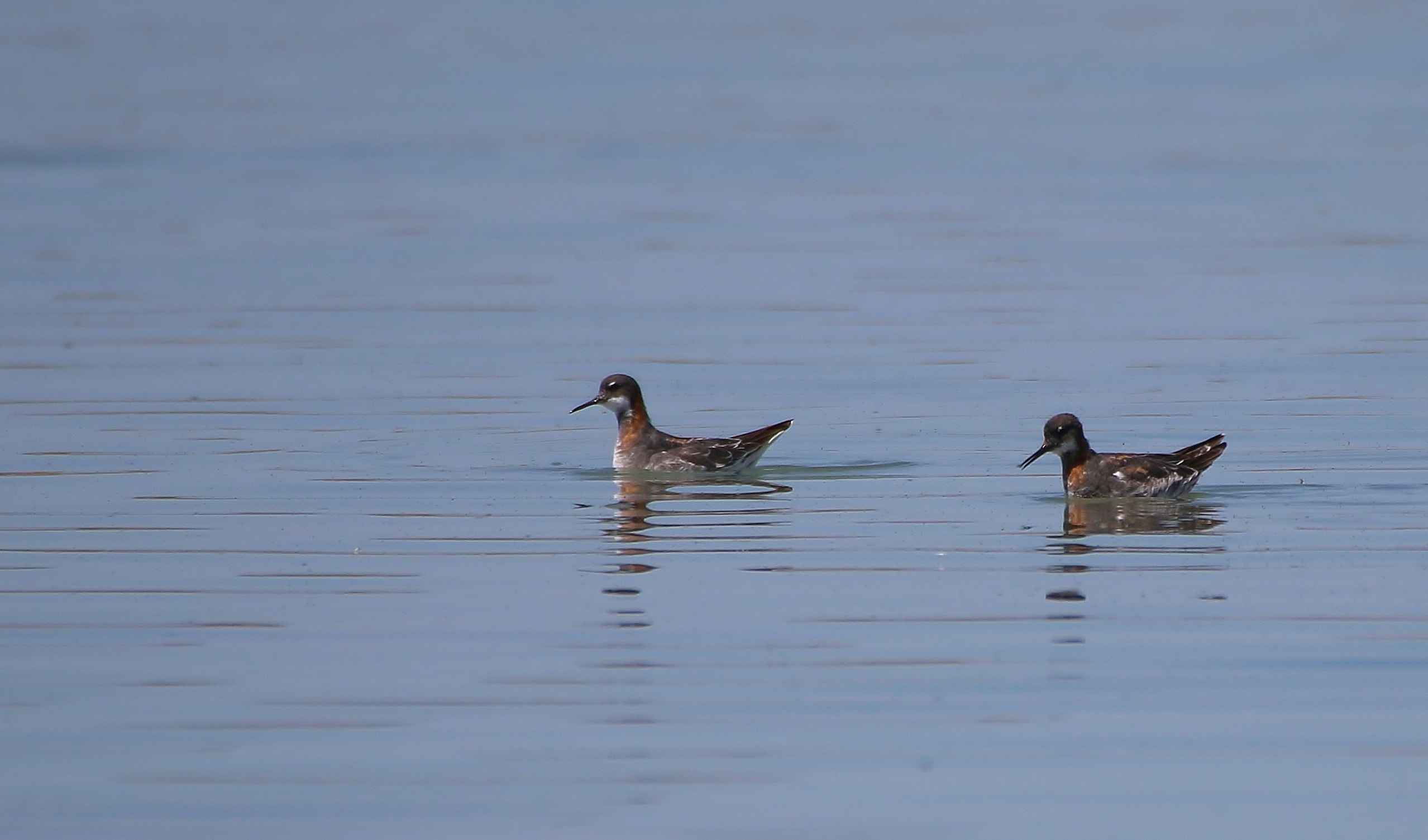 Red-necked Phalarope